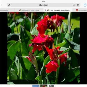 Cana Lilly Bulbs